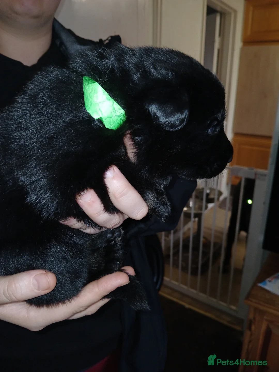 German Shepherd dogs for sale: German shepards puppies - Advert 14