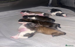 Shih Tzu dogs for sale: Beautiful shih Tzu puppies for sale  - Image 2