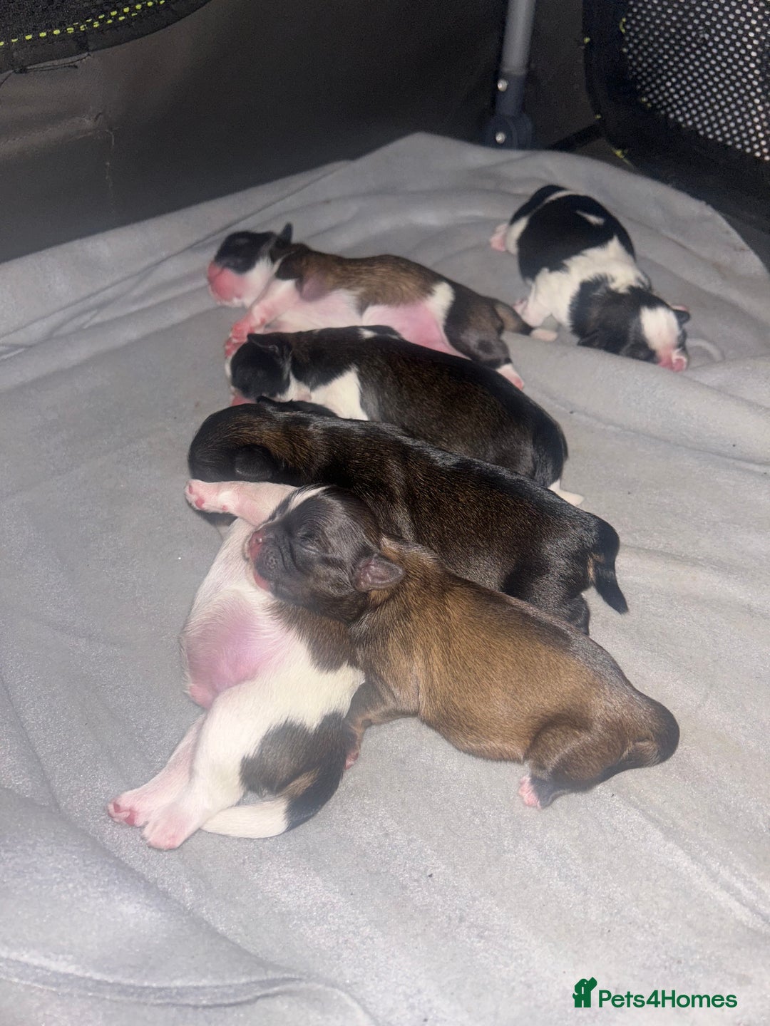 Shih Tzu dogs for sale: Beautiful shih Tzu puppies for sale  - Image 2
