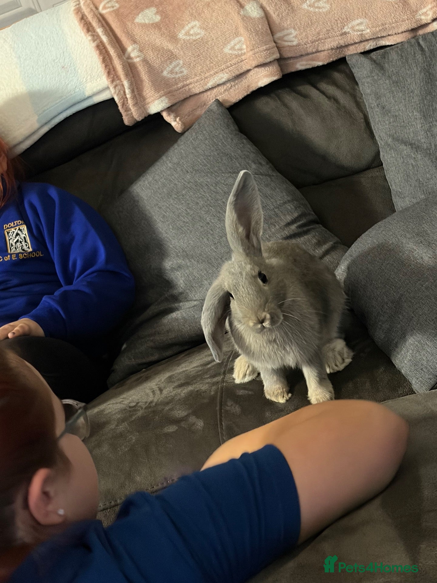 Mixed Breed rabbits Baby Rex cross mini lop rabbits - Advert 1