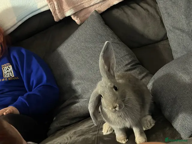 Mixed Breed rabbits for sale: Baby Rex cross mini lop rabbits - Advert 1