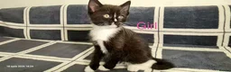 Mixed Breed cats for sale: 6 Beautiful Kittens  - Advert 12