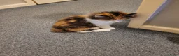 Mixed Breed cats for sale: Tortoiseshell/ calico longhair girl - Advert 7