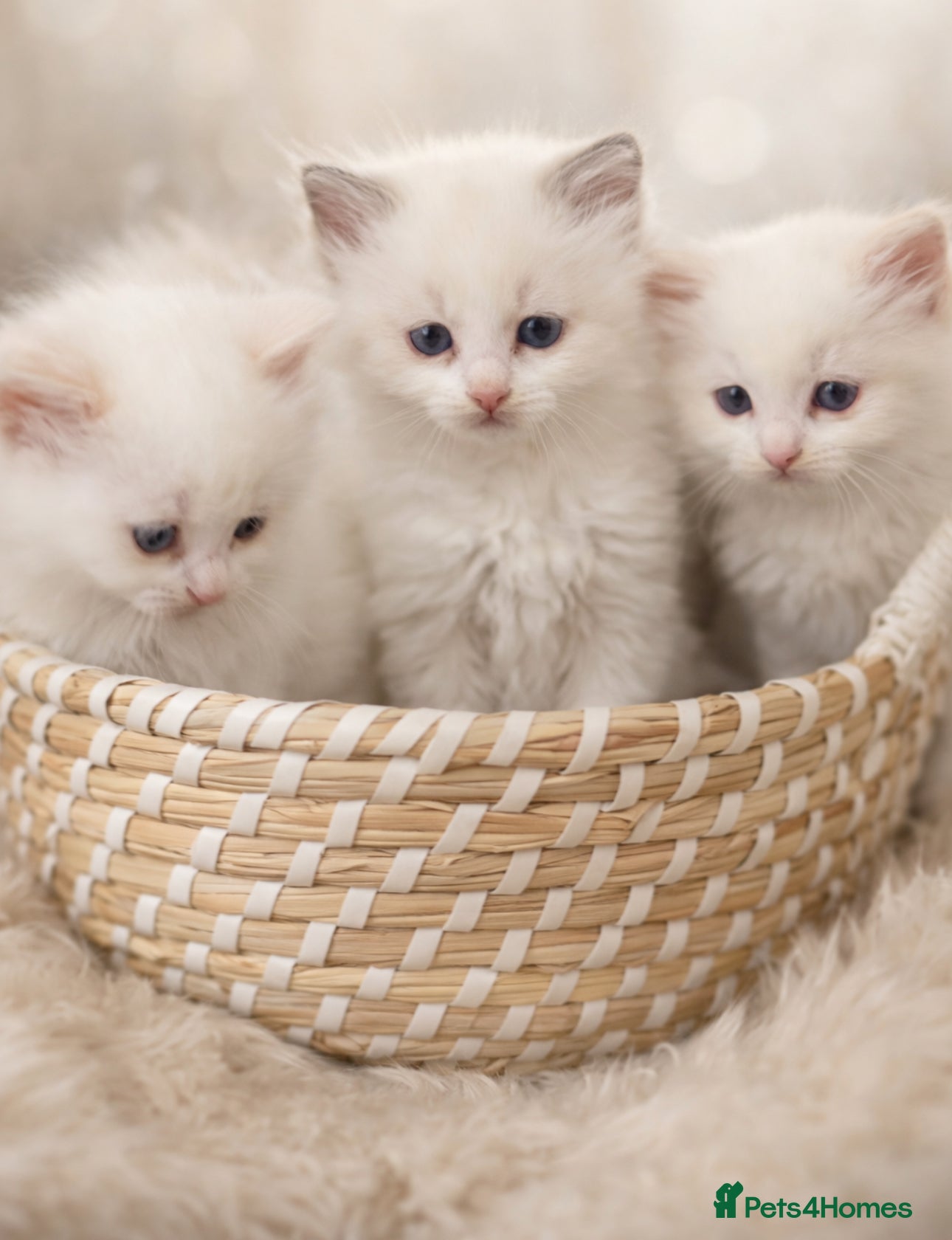 Ragdoll cats Cute Ragdoll kittens fluffy chunky kittens  - Advert 9