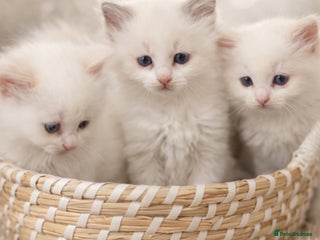 Ragdoll cats Cute Ragdoll kittens fluffy chunky kittens - Advert 9