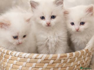 Ragdoll cats Cute Ragdoll kittens fluffy chunky kittens - Advert 5