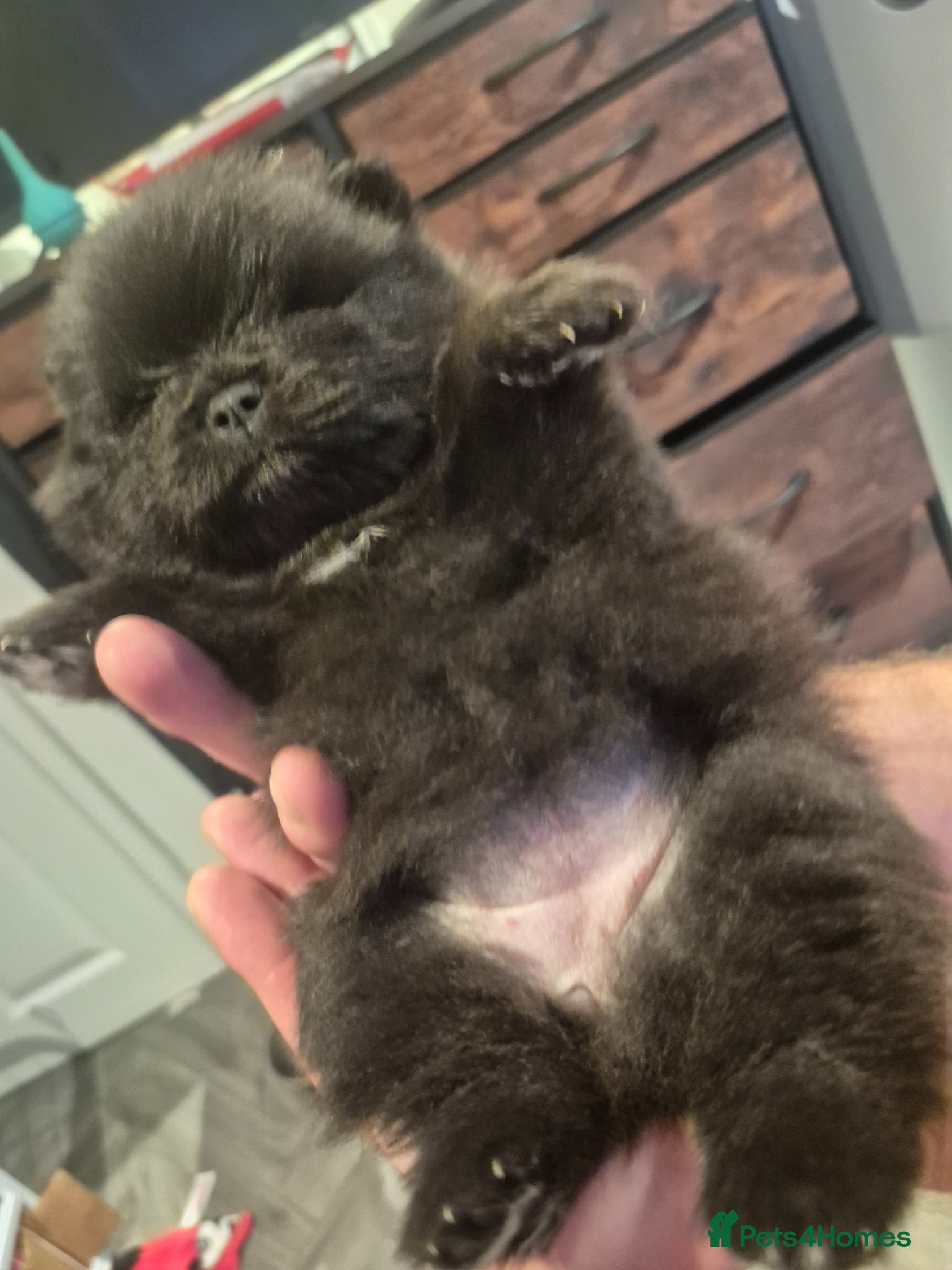 Pomeranian dogs for sale: Mini pomeranian puppies excel Russian bloodlines - Advert 7