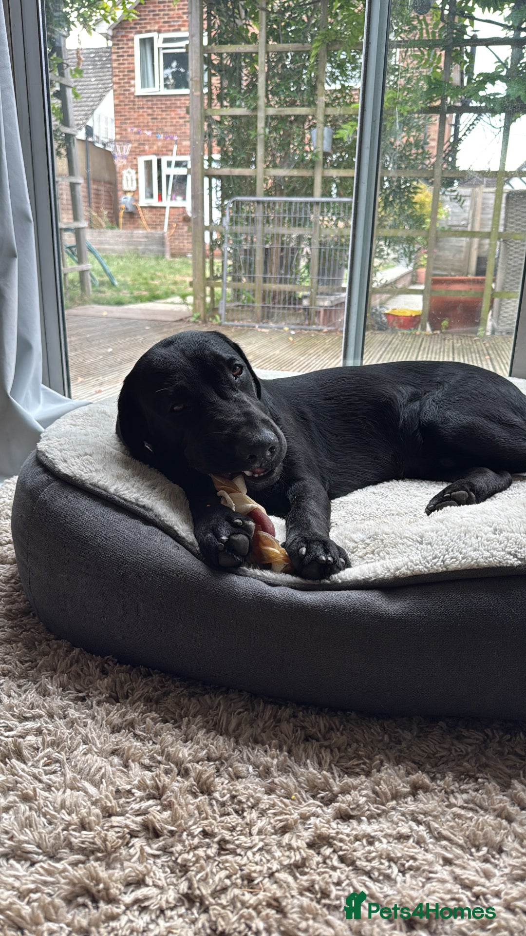 Labrador Retriever dogs for sale: Labrador male - 8 months  - Image 3