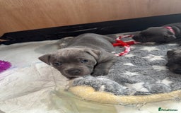 Staffordshire Bull Terrier dogs for sale: Staffordshire Bull Terrier Puppy purple  - Beautiful KC reg Blue Staffordshire bullterriers  - Image 17