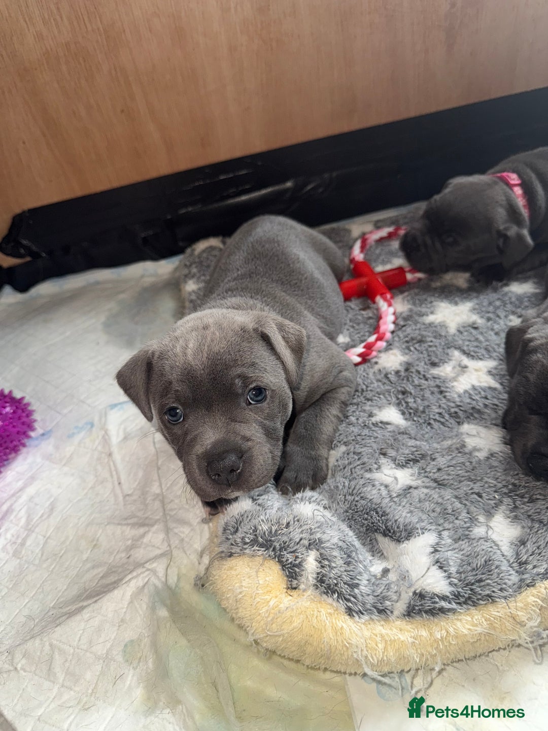 Staffordshire Bull Terrier dogs for sale: Staffordshire Bull Terrier Puppy purple  - Beautiful KC reg Blue Staffordshire bullterriers  - Image 17