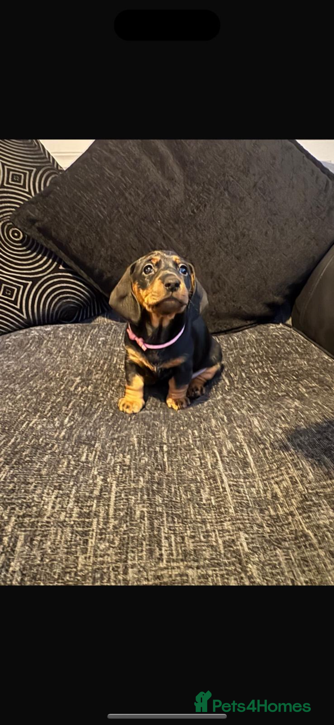 Dachshund dogs for sale: Dachshunds pups for sale - Advert 15