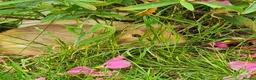 Guinea Pig rodents for sale: Herd of guinea pigs for sale in Chippenham - Advert 11