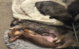 Mixed Breed dogs for sale: chihuahua mixed breed - Image 3
