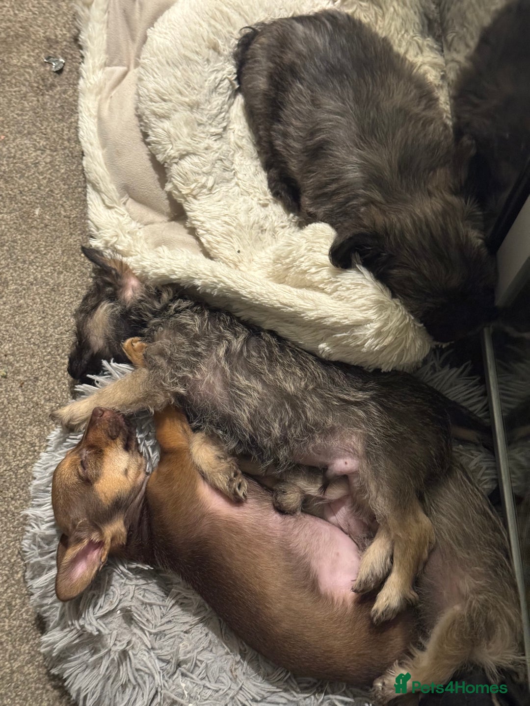 Mixed Breed dogs for sale: chihuahua mixed breed - Image 3