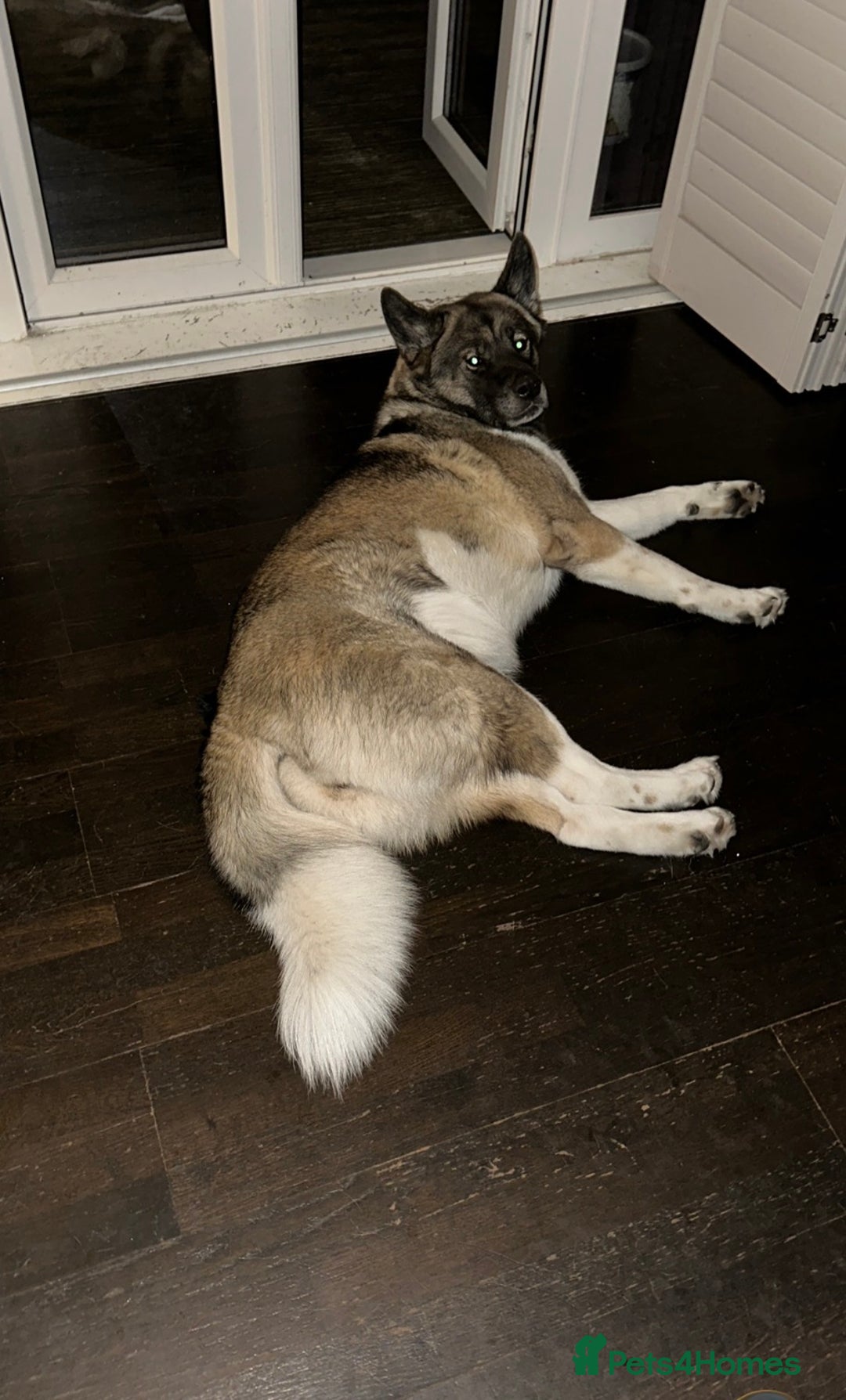 Huskita dogs for sale: Sacha  - Advert 3