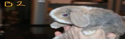 Mini Lop rabbits for sale: 5 Mini Lop x Mini Plush babies  - Advert 8