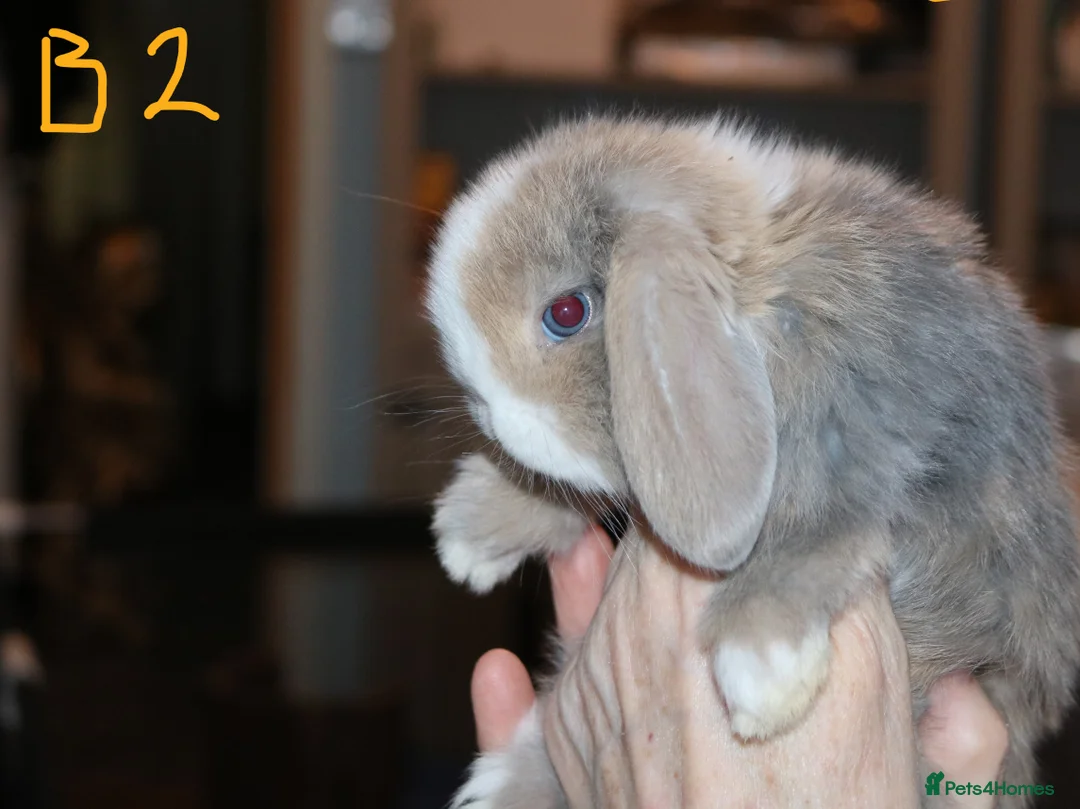 Mini Lop rabbits for sale: 5 Mini Lop x Mini Plush babies  - Advert 8