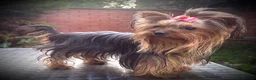 Yorkshire Terrier dogs for sale: Beautiful KC Registered Yorkshire Terriers in Manchester - Advert 1