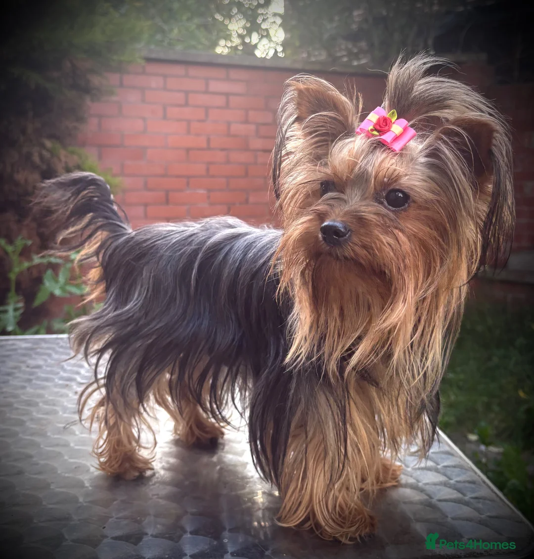 Yorkshire Terrier dogs for sale: Beautiful KC Registered Yorkshire Terriers in Manchester - Advert 1