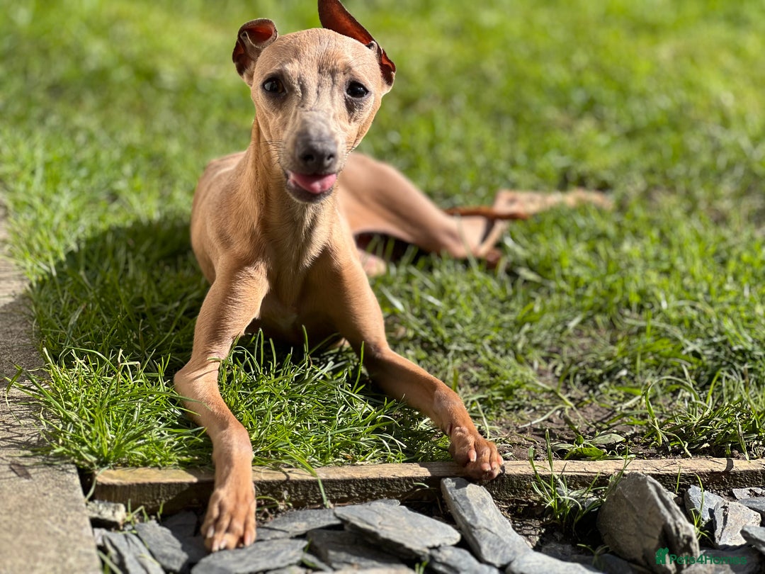 Italian Greyhound dogs for sale: Solid blue kc registered girls  - Advert 2