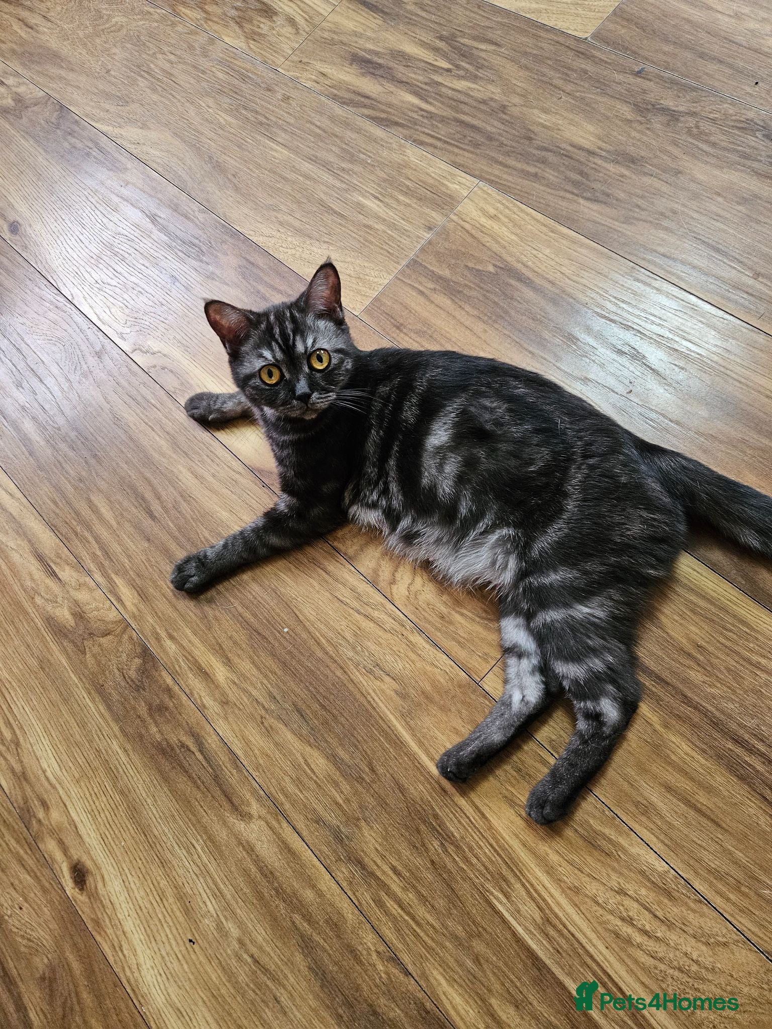 British Shorthair cats Selling kittens - Advert 2