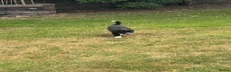 Border Collie dogs for sale: Border Collie Puppies  in Swansea - Advert 10