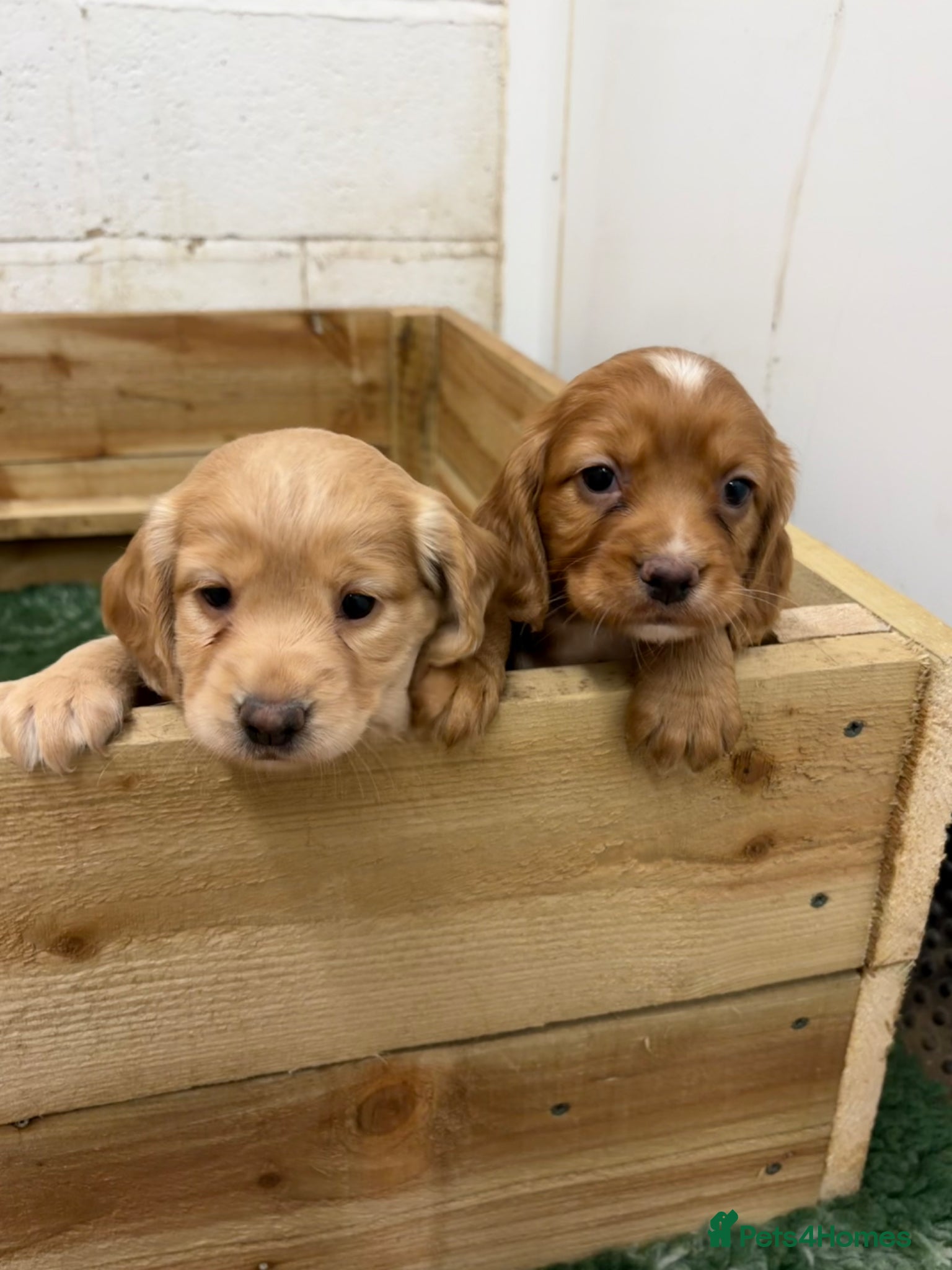 Cocker Spaniel dogs Red KC Reg Working Cocker Pups - Advert 11