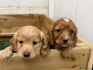 Cocker Spaniel dogs Red KC Reg Working Cocker Pups - Advert 1