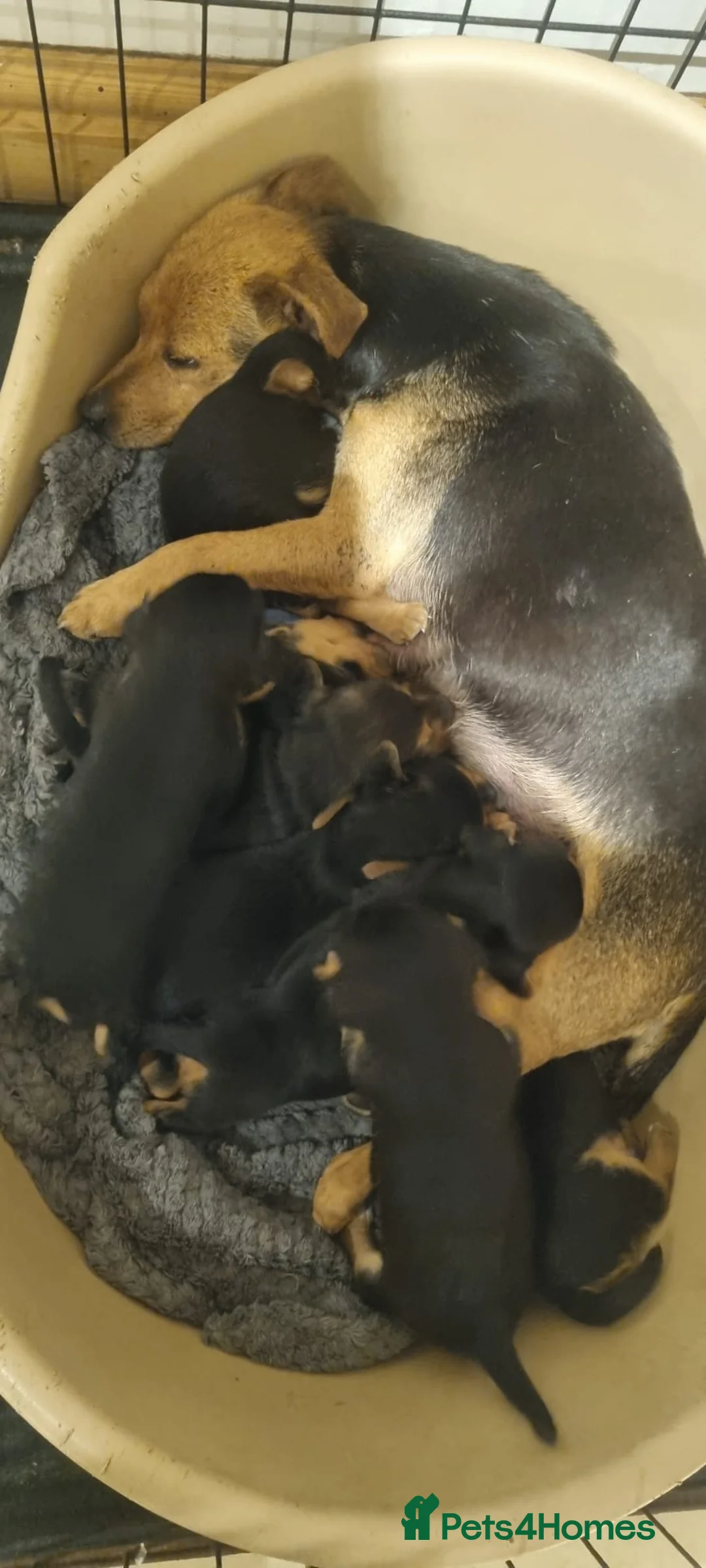 Jack Russell dogs for sale: Gorgeous Miniature Black and Tan Jack Russells in Llanbrynmair - Advert 1