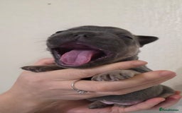 French Bulldog dogs for sale: Beautiful litter of French Bulldogs - Advert 15