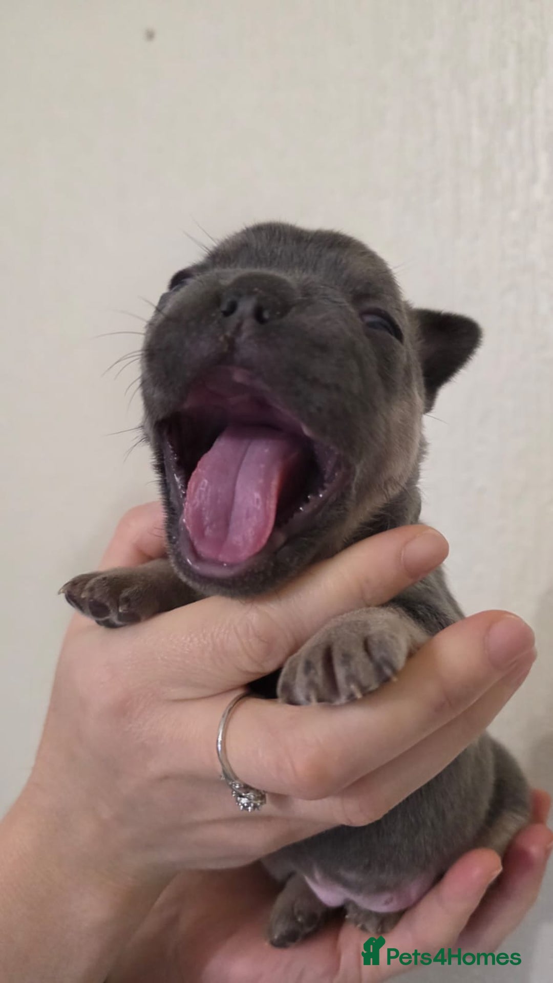 French Bulldog dogs for sale: Beautiful litter of French Bulldogs - Advert 15
