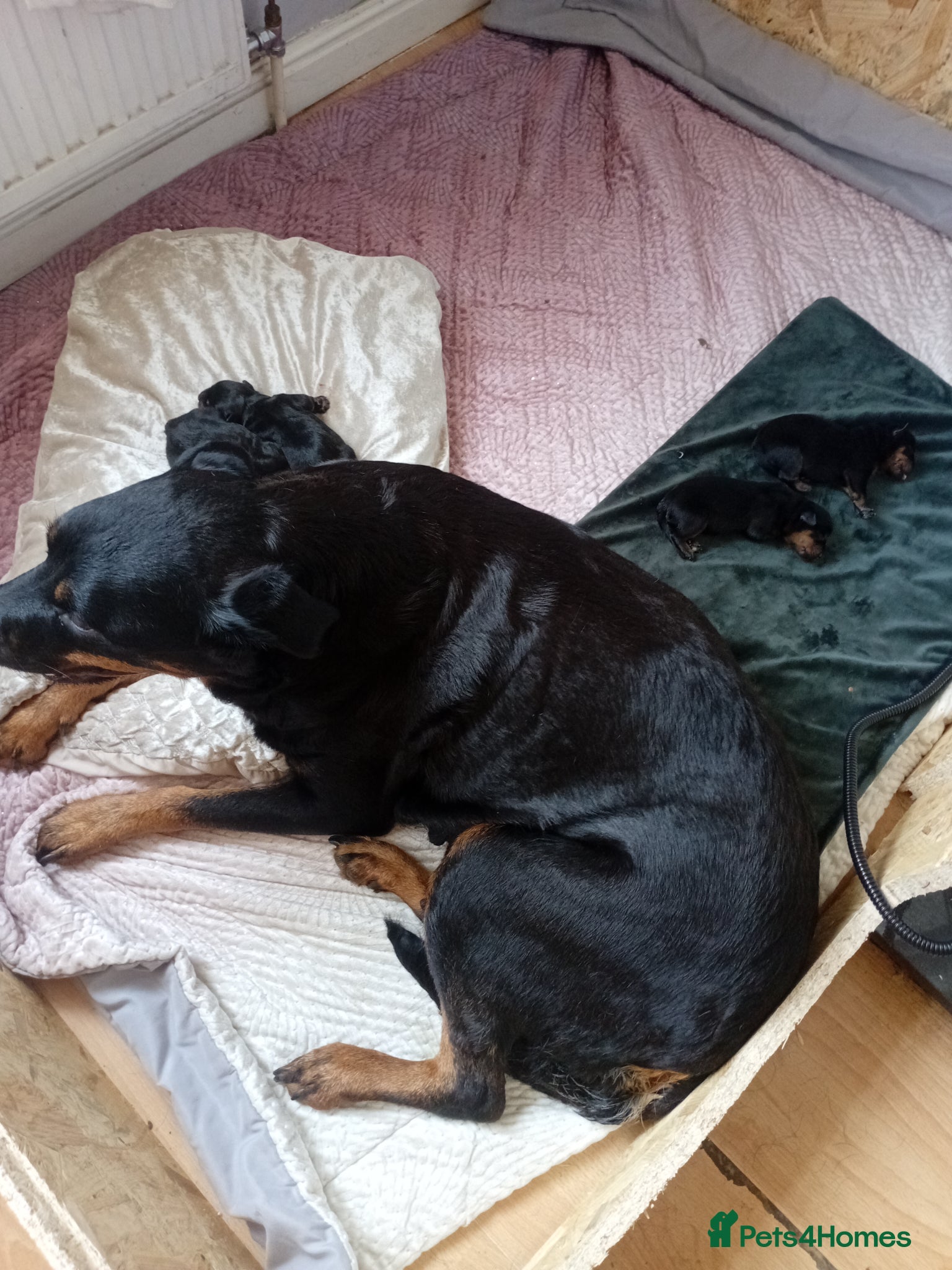 Rottweiler dogs Rottweiler puppies  - Advert 2