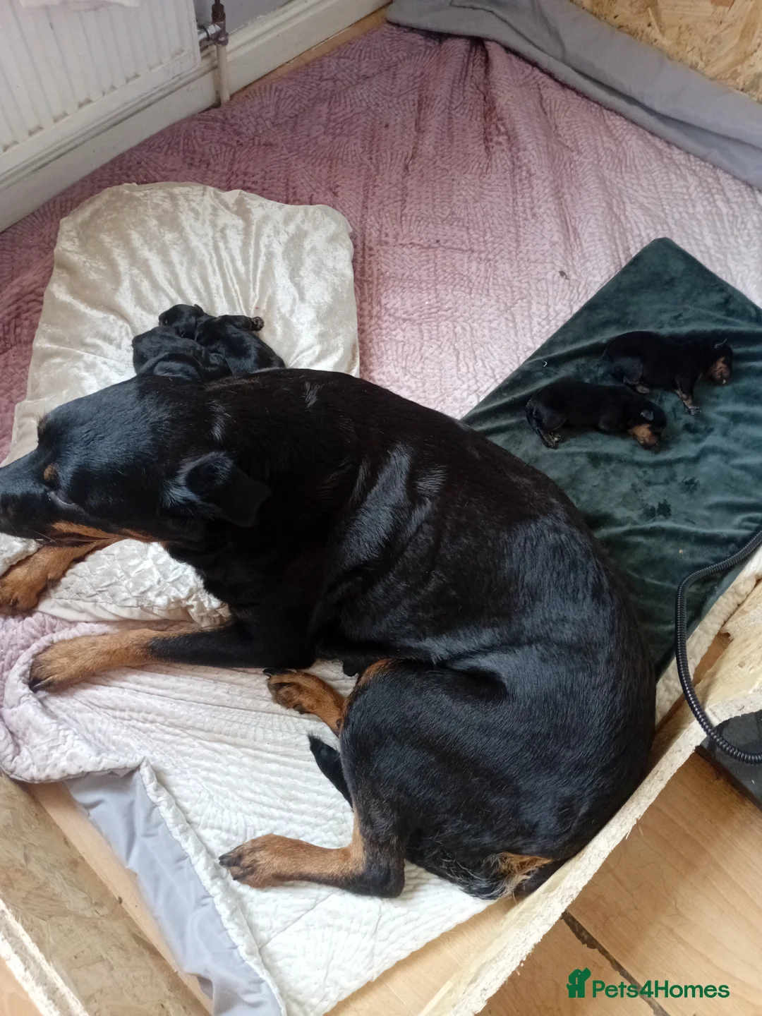Rottweiler dogs for sale: Rottweiler puppies  in Bradford - Advert 1
