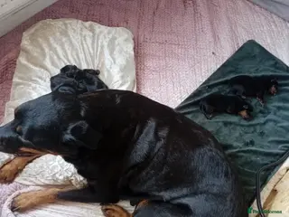 Rottweiler dogs Rottweiler puppies - Advert 20