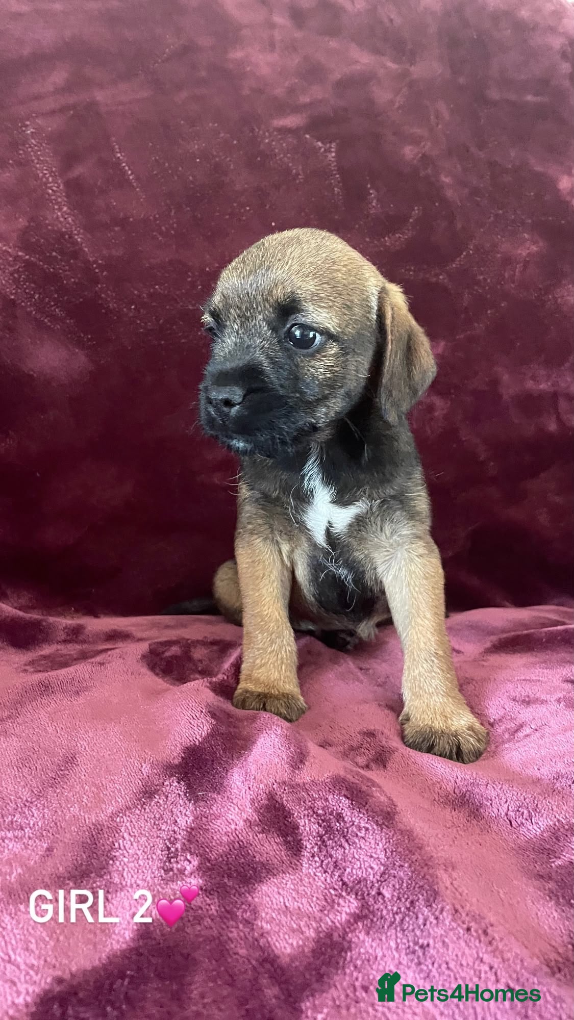 Border Terrier dogs Border terrier puppies - Advert 2