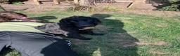 Sprocker dogs for sale: 🐾 MAVERICK – Sprocker Spaniel - FOREVER HOME 🐾 - Advert 6