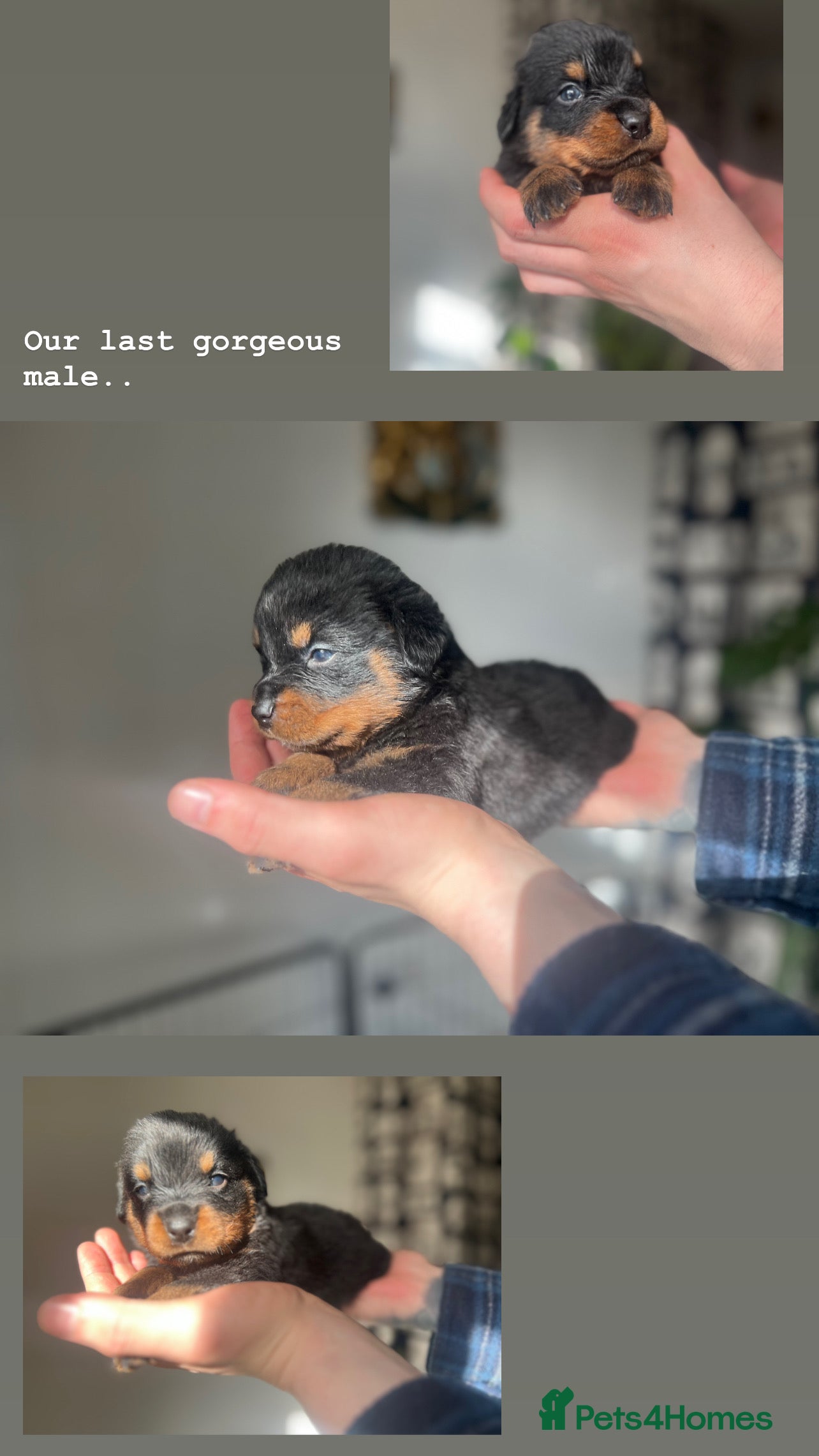 Rottweiler dogs Rottweiler pups ready to reserve.  - Advert 4