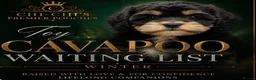 Cavapoo dogs for sale: WAITING LIST Toy cavapoo puppies  - Advert 7