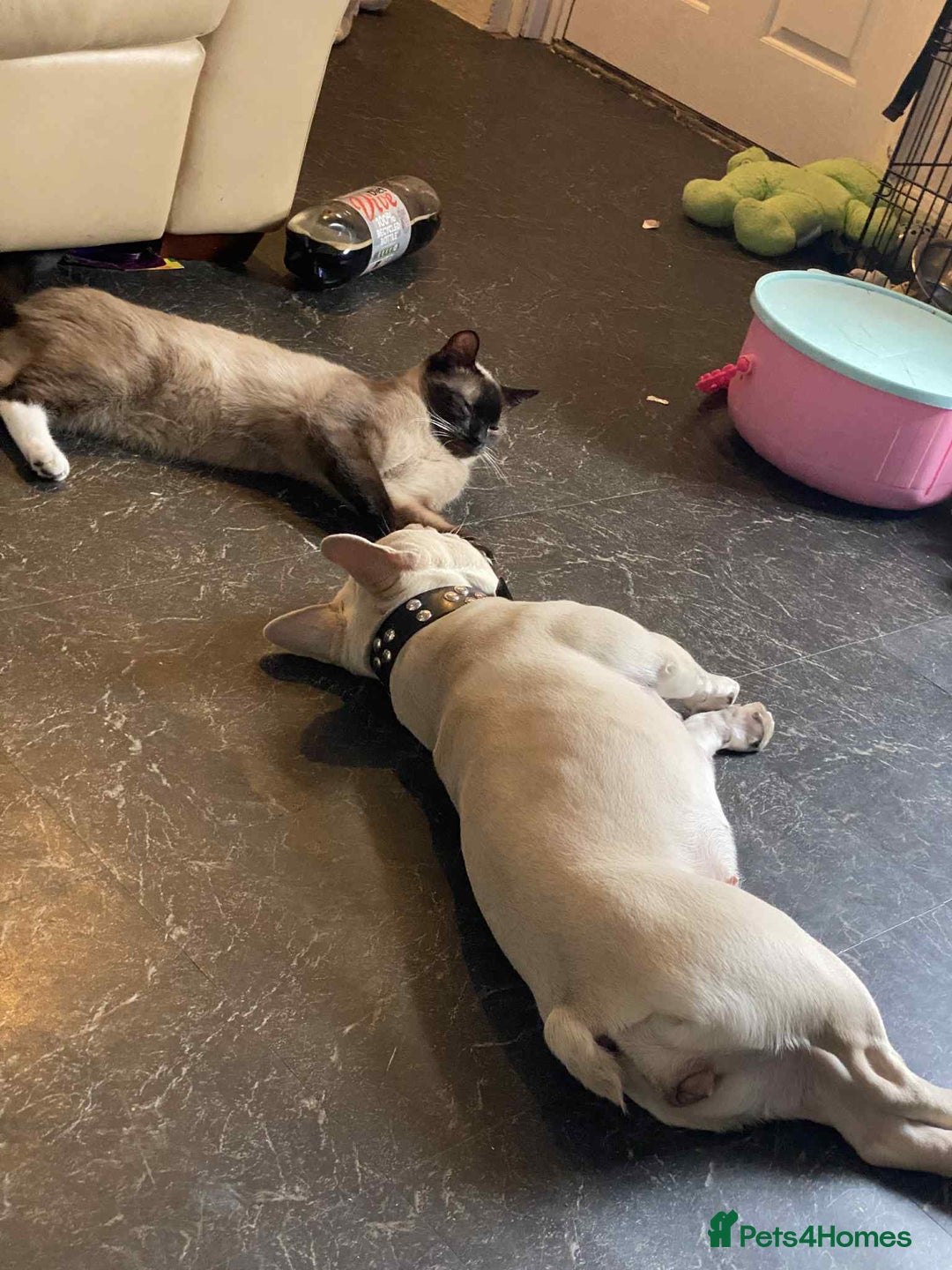 French Bulldog dogs for sale: For sale - Image 5