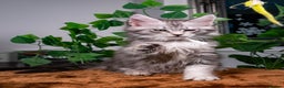 Maine Coon cats for sale: 8 STUNNING PEDIGREE TICA REG MAINE COON KITTENS - Advert 6