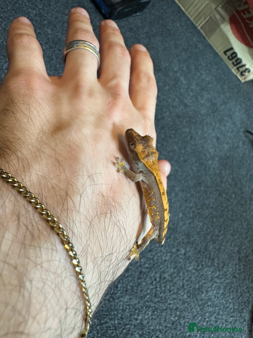 Gecko reptiles for sale: Baby crested geckos for sale  - Advert 4