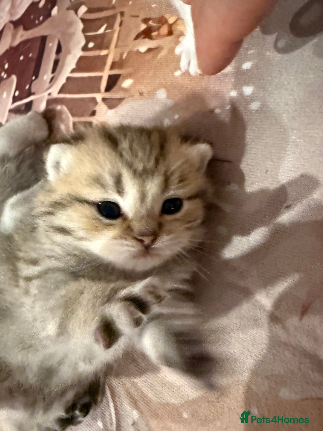 British Shorthair cats for sale: Champion British shorthair kitten  - Advert 7