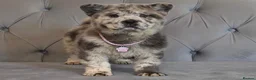 Chow Chow dogs for sale: Stunning exotic colour chowski puppies for sale  - Advert 9