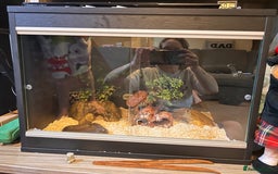 Corn Snake reptiles for sale: Corn snake and set up - Image 8