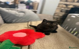 British Shorthair cats for sale: Beautiful British shorthair champion bloodlines - Image 7