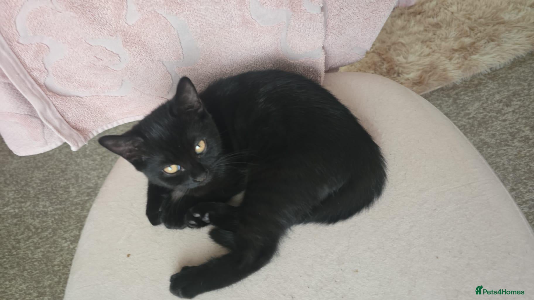 British Shorthair cats Beautiful black male  mixed breed kitten  - Advert 11