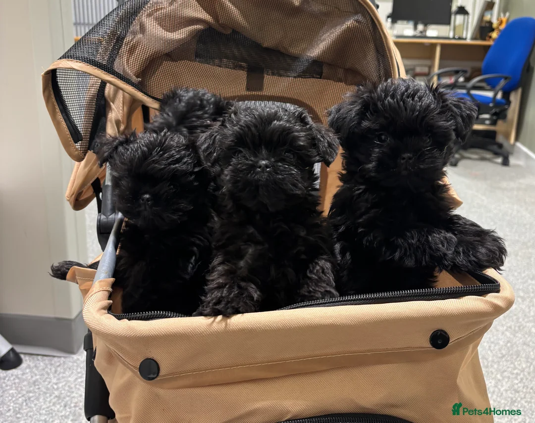 Affenpinscher dogs for sale: Affenpinscher puppies  - Advert 5