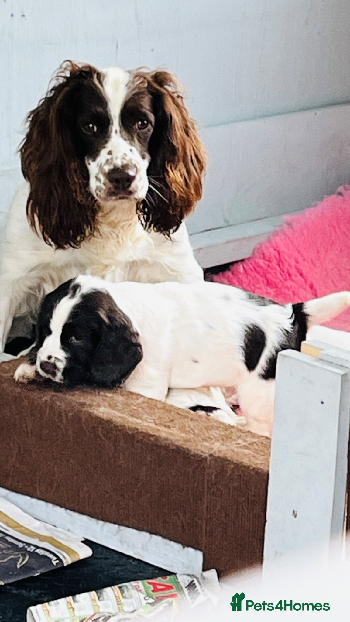 English Springer Spaniel dogs KC REGISTERED ENGLISH SPRINGER SPANIELS  - Advert 2