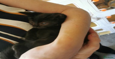 Domestic Shorthair cats - Advert 8