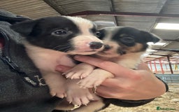 Border Collie dogs for sale: Lovely border collie pups - Image 3